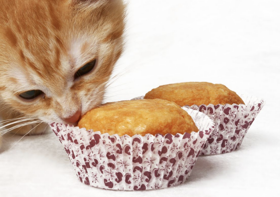 Can Cats Eat Cake What You Need to Know  Excited Cats