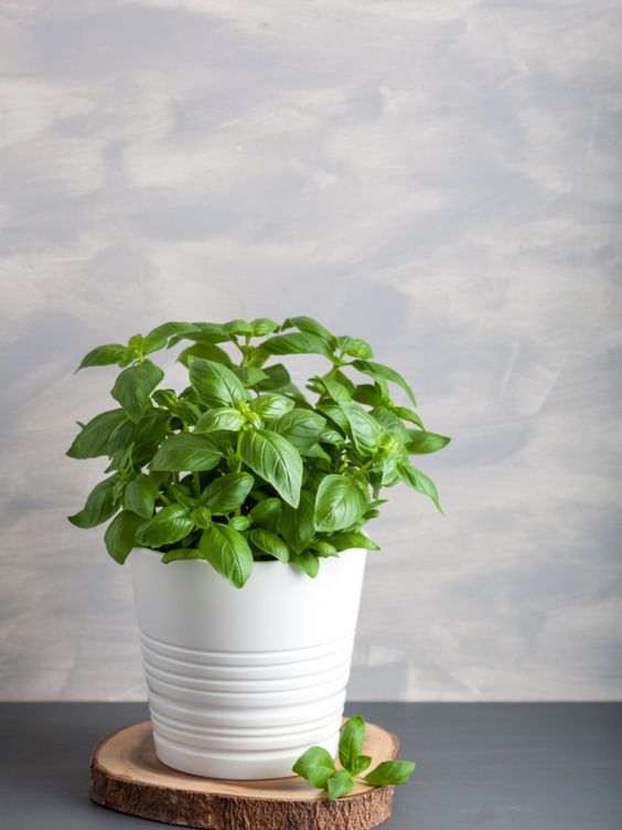 Buy Basil Plant India Order online from Mortal Plants. Get